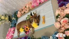 宠物身后事被重视起来