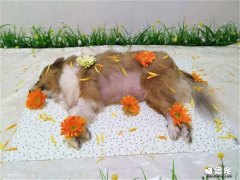 宠物火化服务让您对火化服务有一个