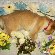 宠物善终服务到底是怎样的