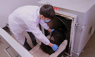 宠物火化殡葬室内有什么要求？