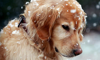 宠物火化殡葬善终加盟念宠能提供什