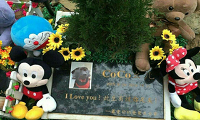 宠物火化殡葬行业盈利点有哪些？